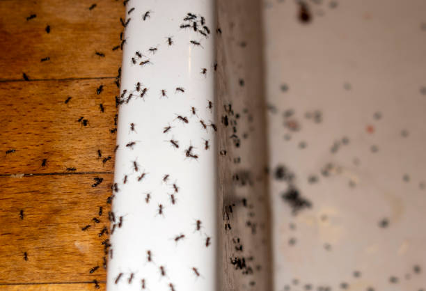 Best Flea Control Services  in Naco, AZ