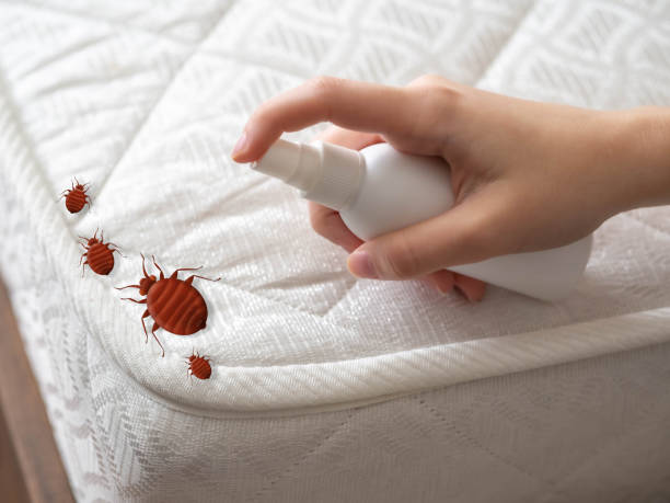 Best Best Pest Control Companies  in Naco, AZ