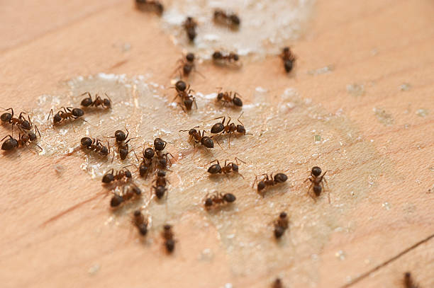 Best Local Pest Control Services  in Naco, AZ