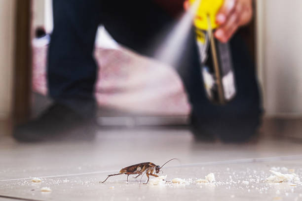 Flea Control Services in Naco, AZ