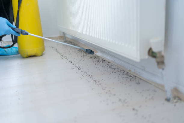 Best Wasp Removal Services  in Naco, AZ